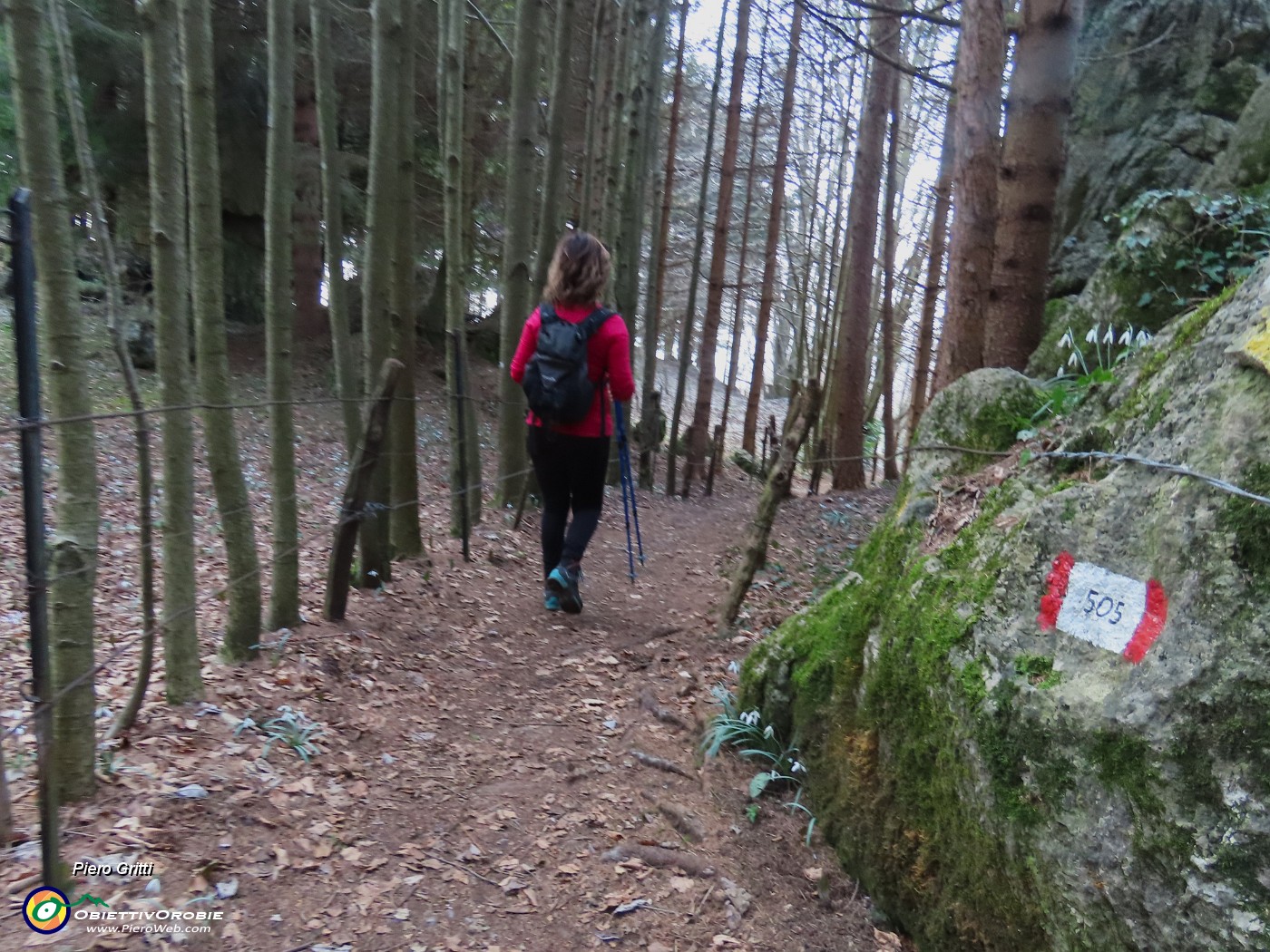 69 Tra filari di abeti.JPG